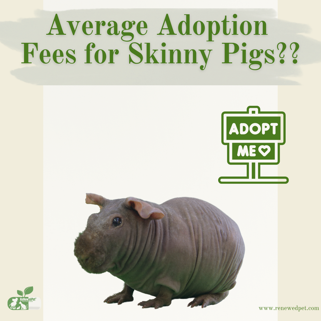 The Average Adoption Fees for Skinny Pigs!