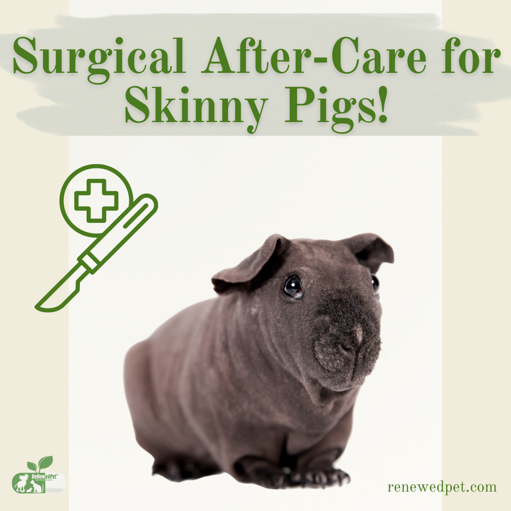 Surgical Aftercare For Skinny Pigs!