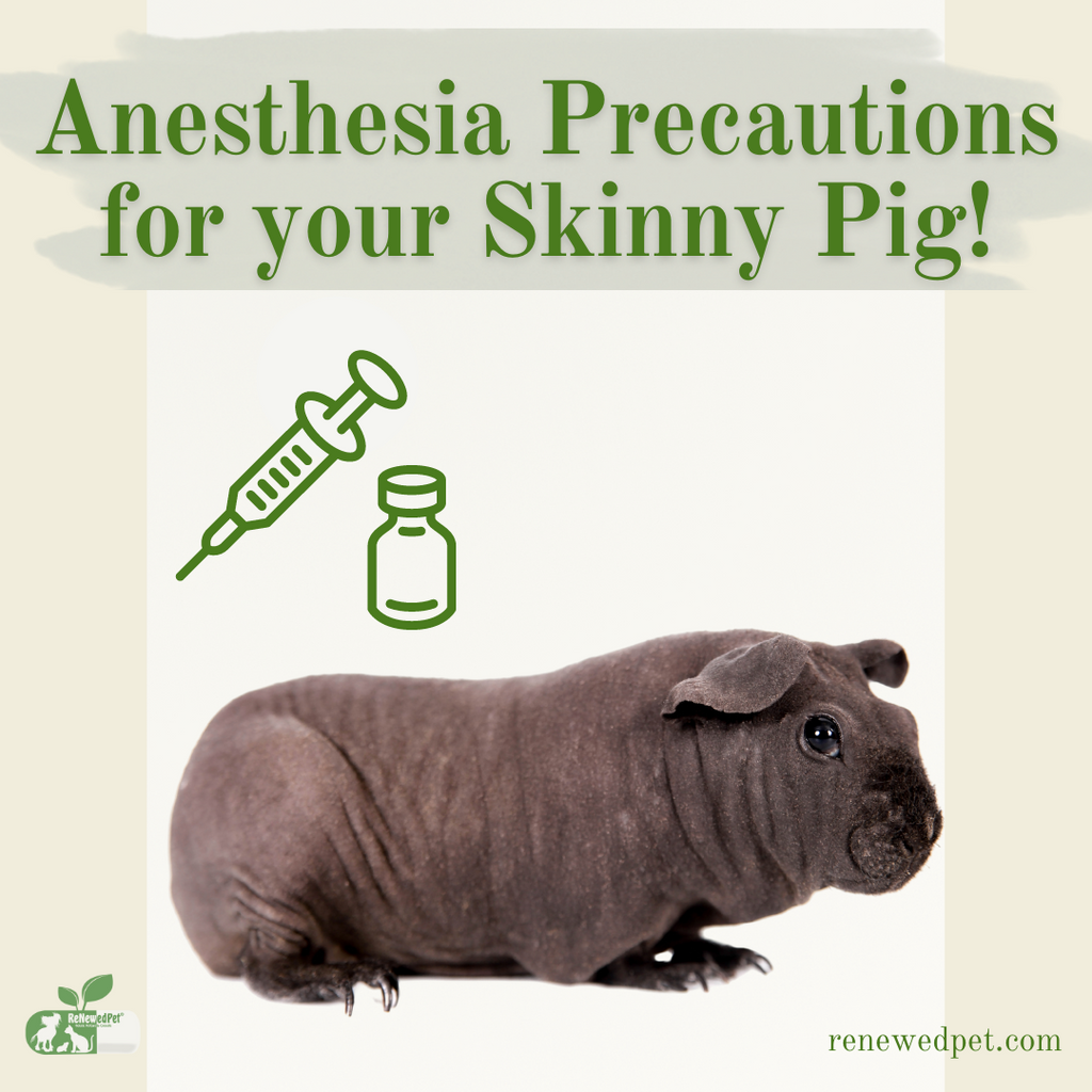 Anesthesia Precautions For Your Skinny Pig!