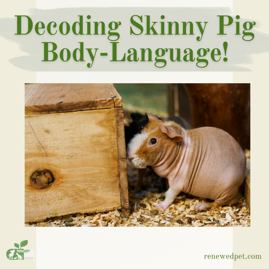 Decoding Skinny Pig Body Language!