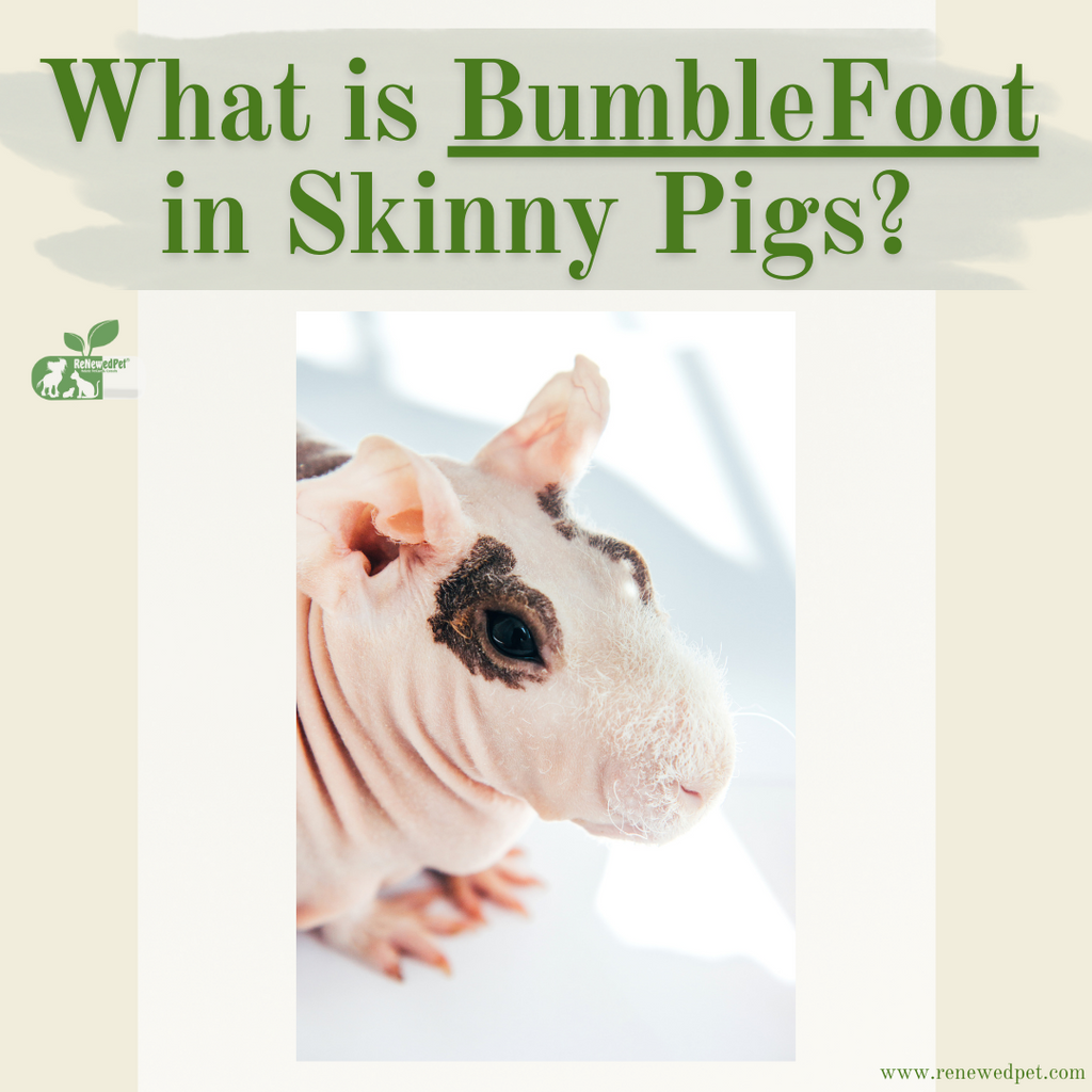 What is BUMBLEFOOT in Skinny Pigs?