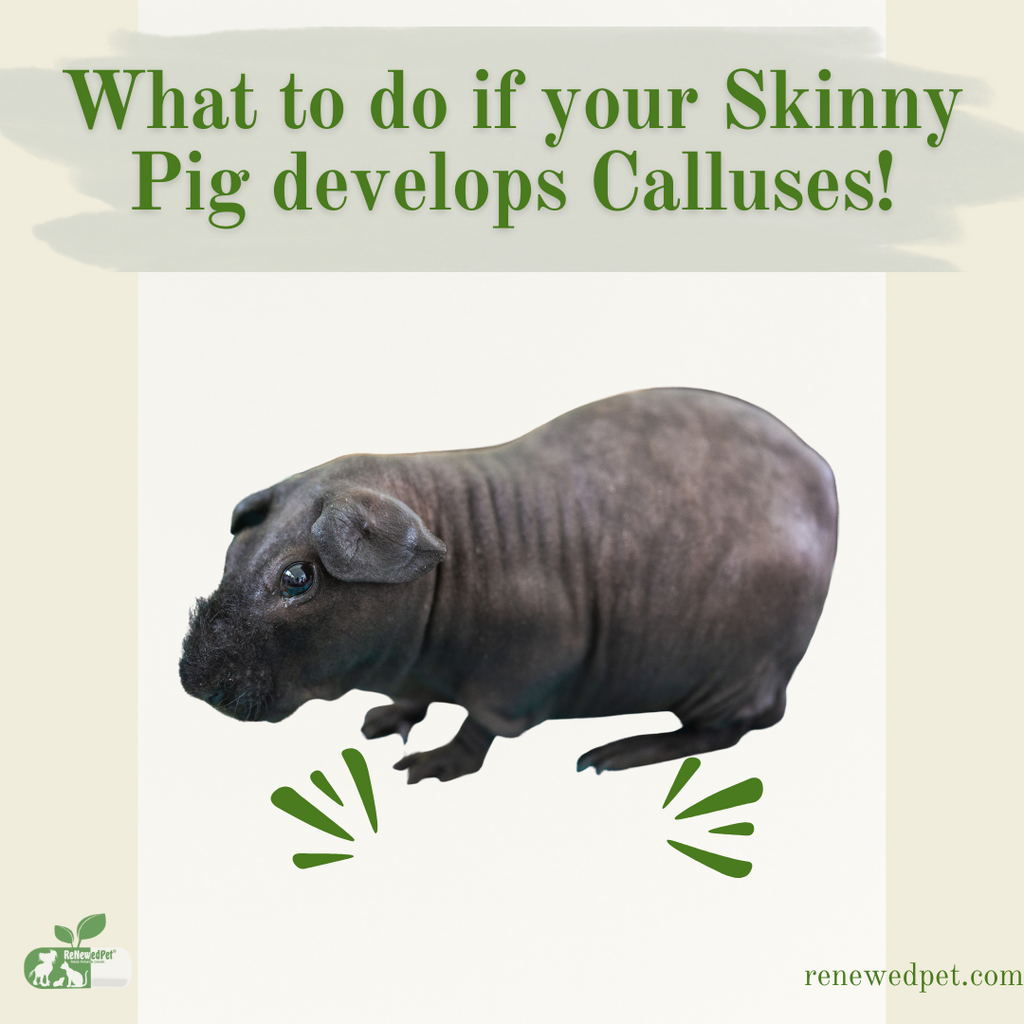 What To Do If Your Skinny Pig Develops Calluses!