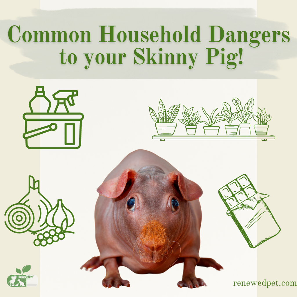 Common Household Dangers to Your Skinny Pig!