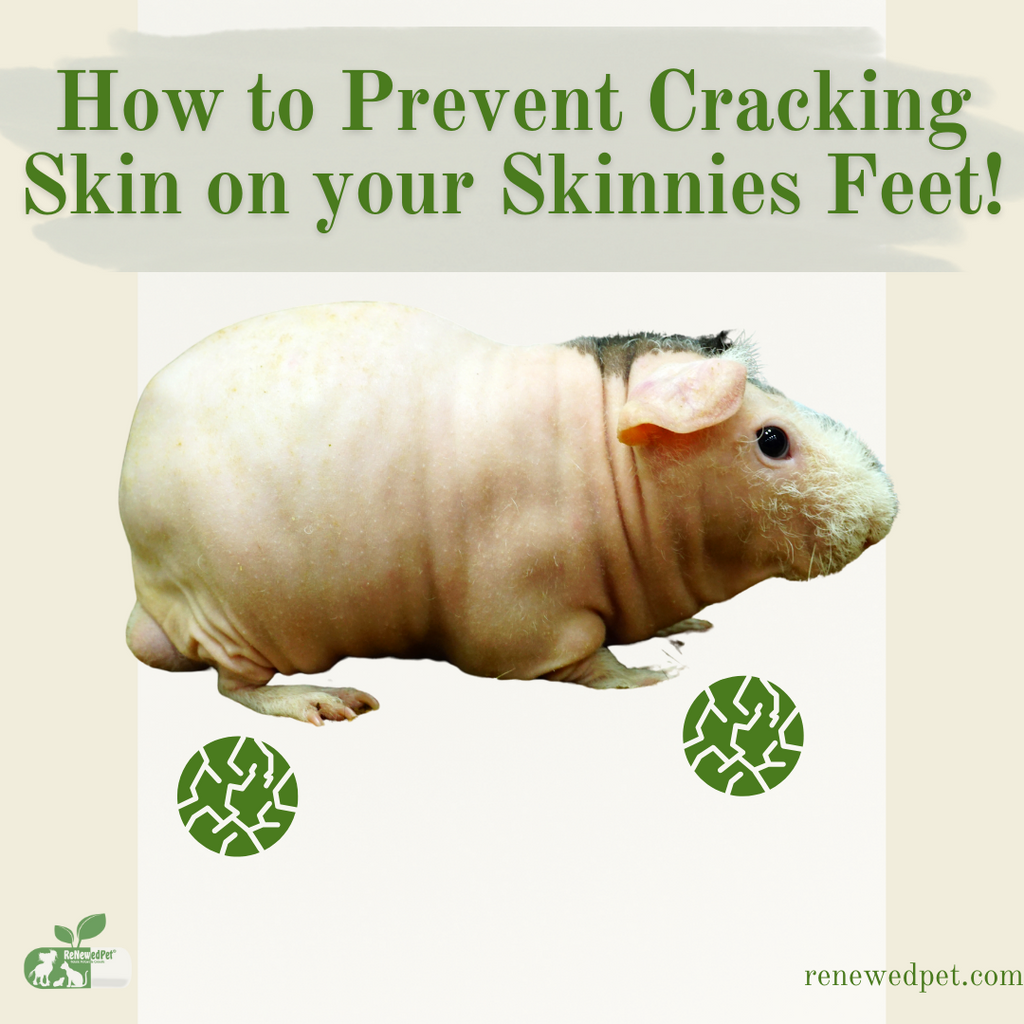 How to Prevent Dry, Cracked Skin on Your Skinny Pig's Feet!