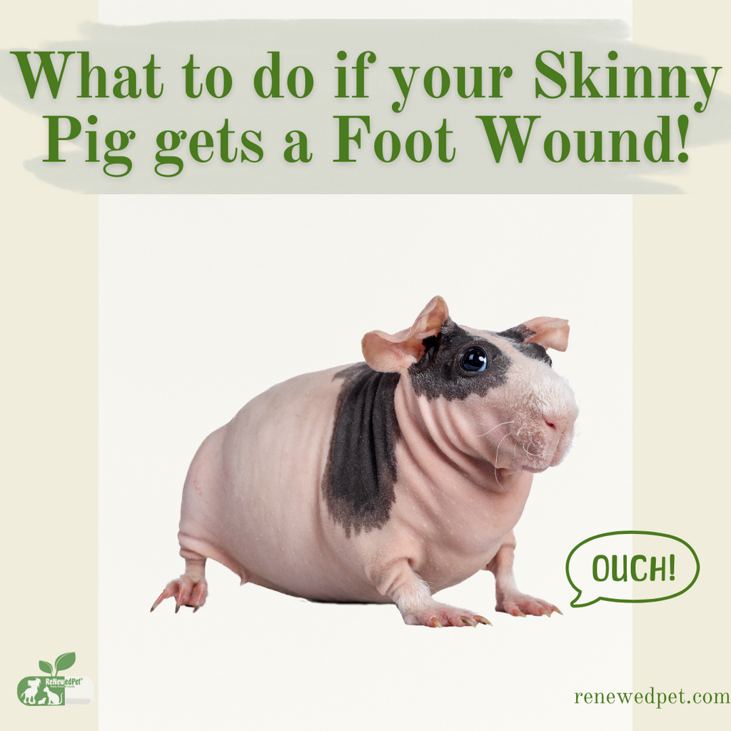 What To Do If Your Skinny Pig Gets A Foot Wound!