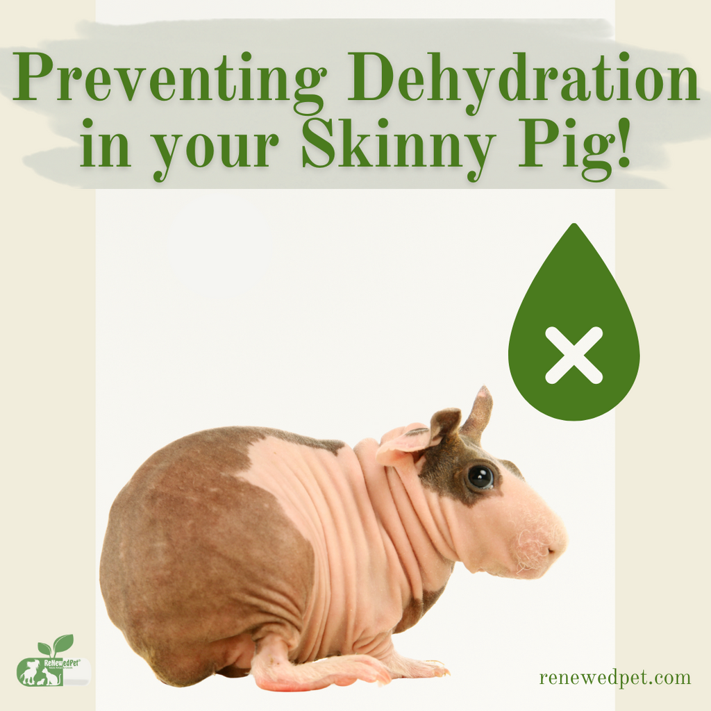 Preventing Dehydration in Your Skinny Pig!