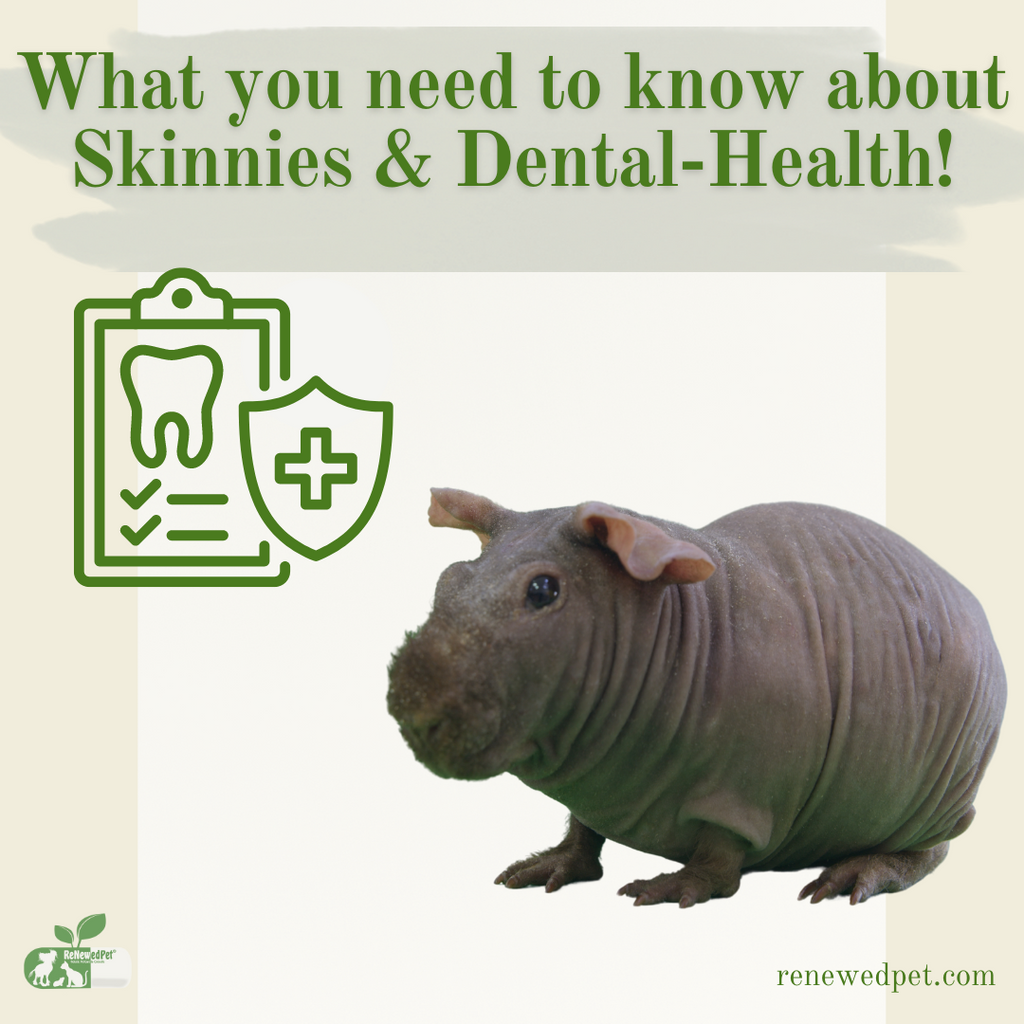Skinny Pig Dental Health!