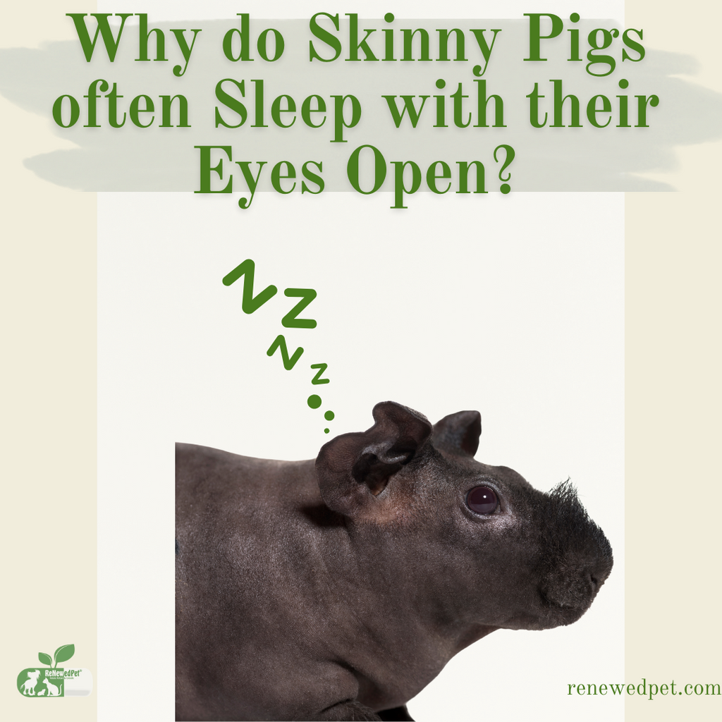 Why Do Skinny Pigs Sleep With Their Eyes Open?