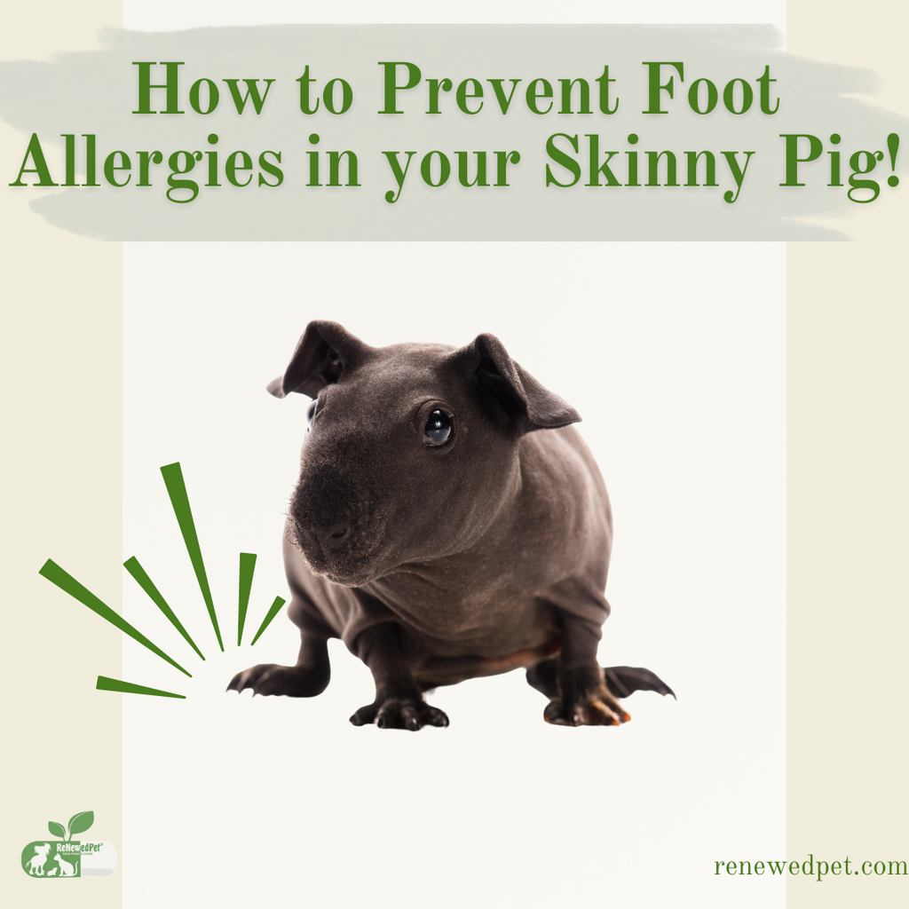 How To Prevent Foot Allergies in Your Skinny Pig!