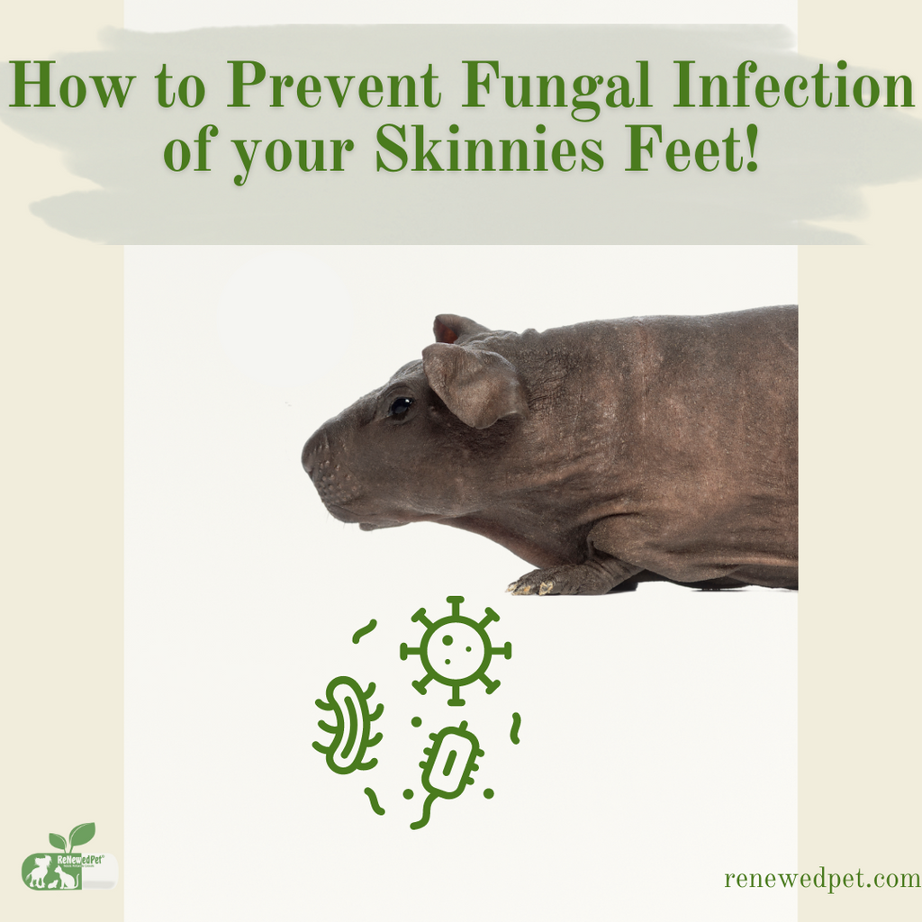 How to Prevent Fungal Infections On Your Skinny Pig's Feet!