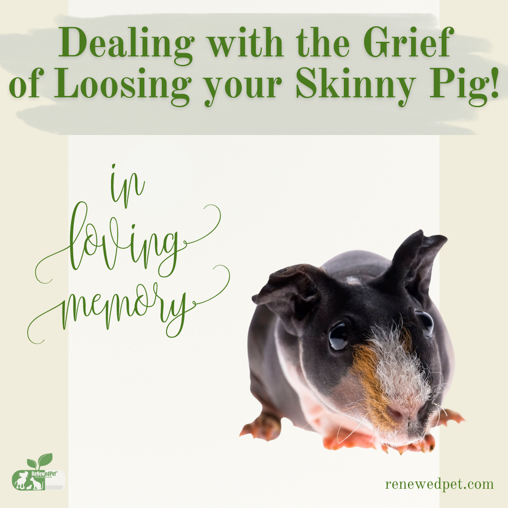 Dealing With The Grief of Losing Your Skinny Pig!