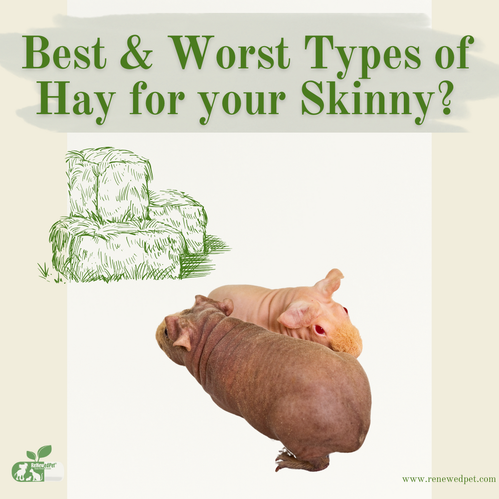 Best and Worst Types of Hay for Your Skinny Pig!