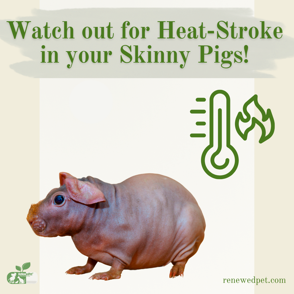 Watch Out For Heat Stroke In Your Skinny Pigs!