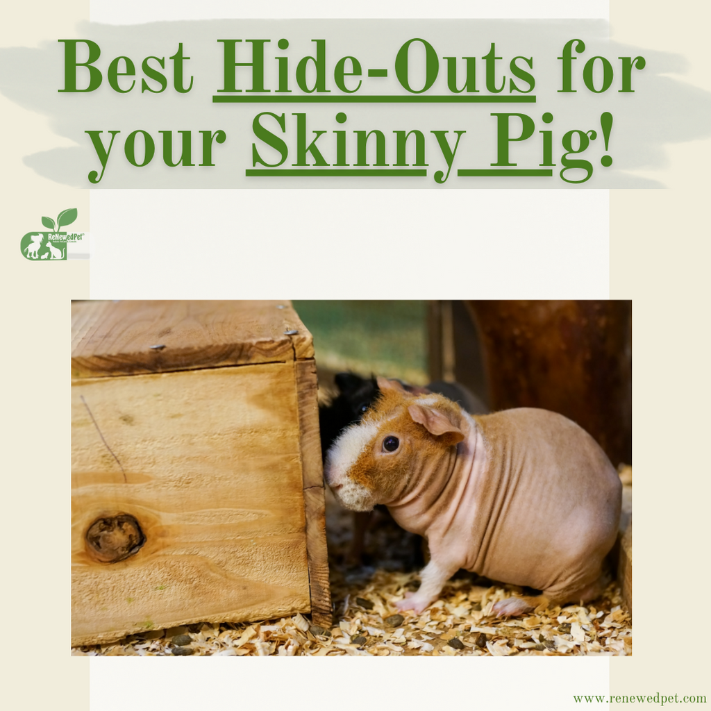 The BEST Skinny Pig Hideouts!