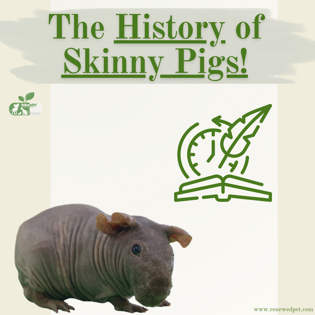 The History of Skinny Pigs!