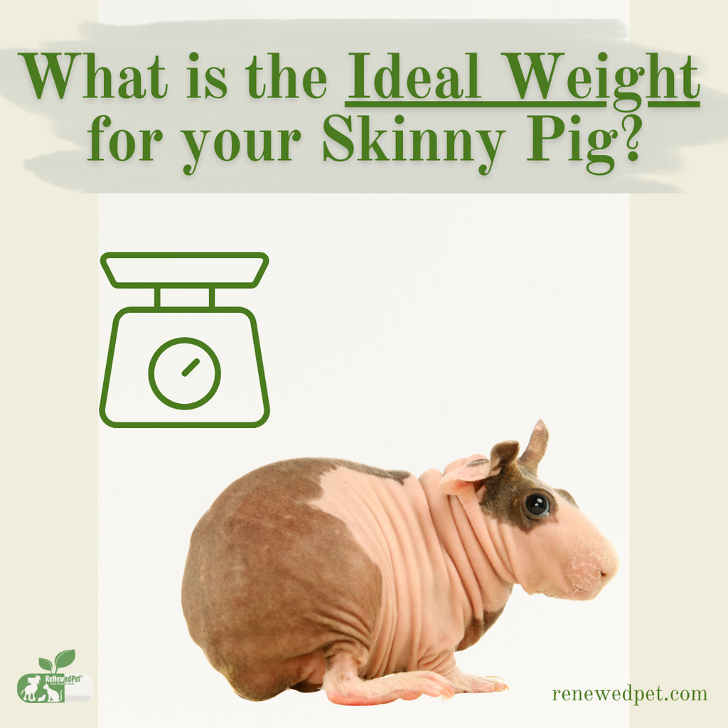 What is the Ideal Weight for Your Skinny Pig?