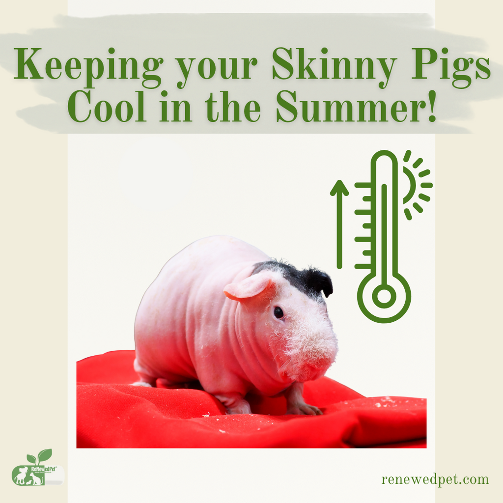 Keeping Your Skinny Pigs Cool In Summer!