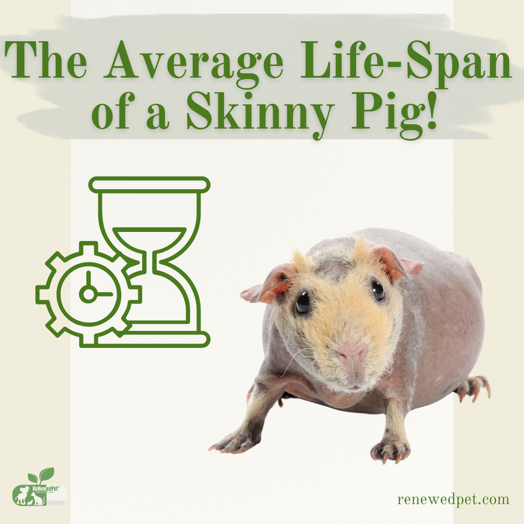 The Average Lifespan of a Skinny Pig