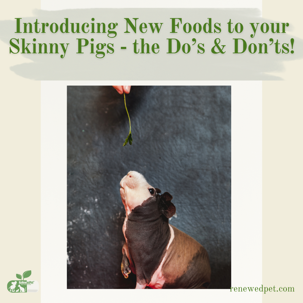 Introducing New Foods to Your Skinny Pig - Do's and Don'ts!