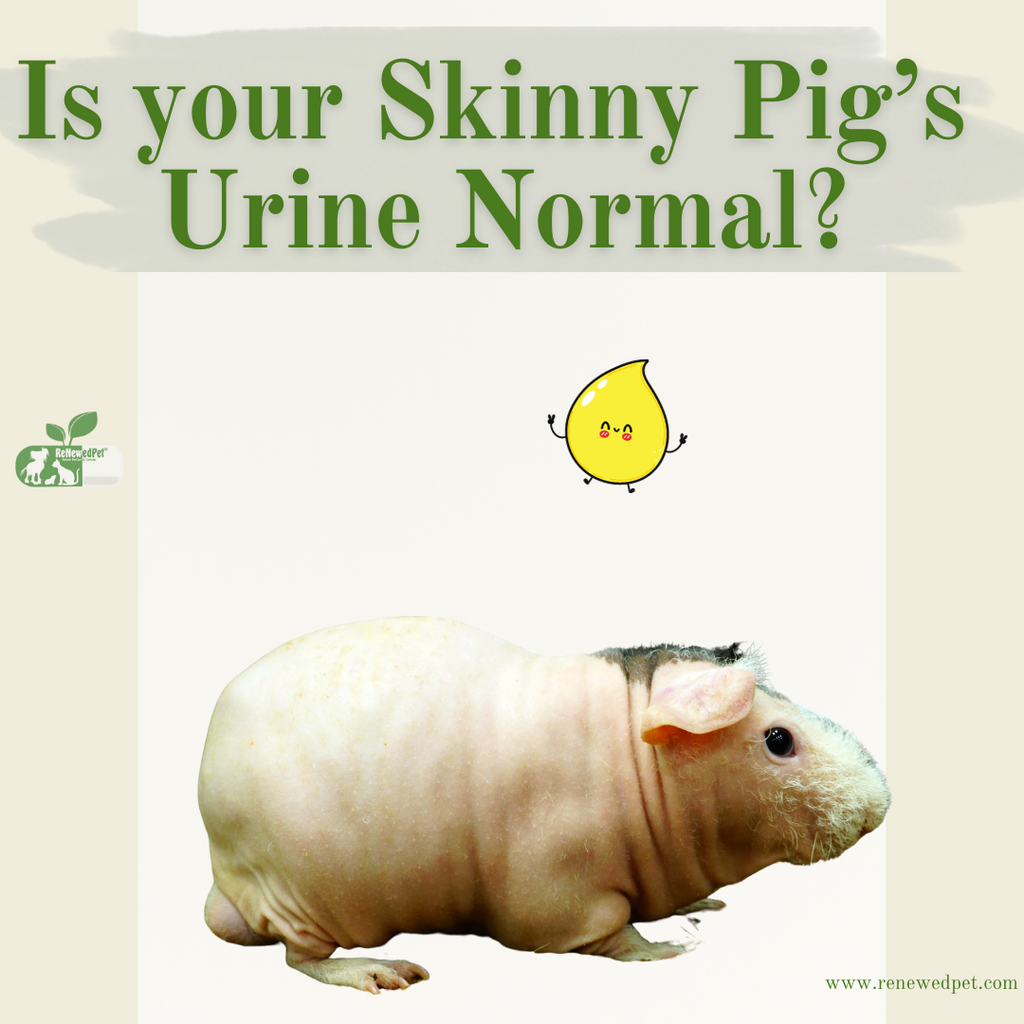 Is Your Skinny Pig's Urine Normal?