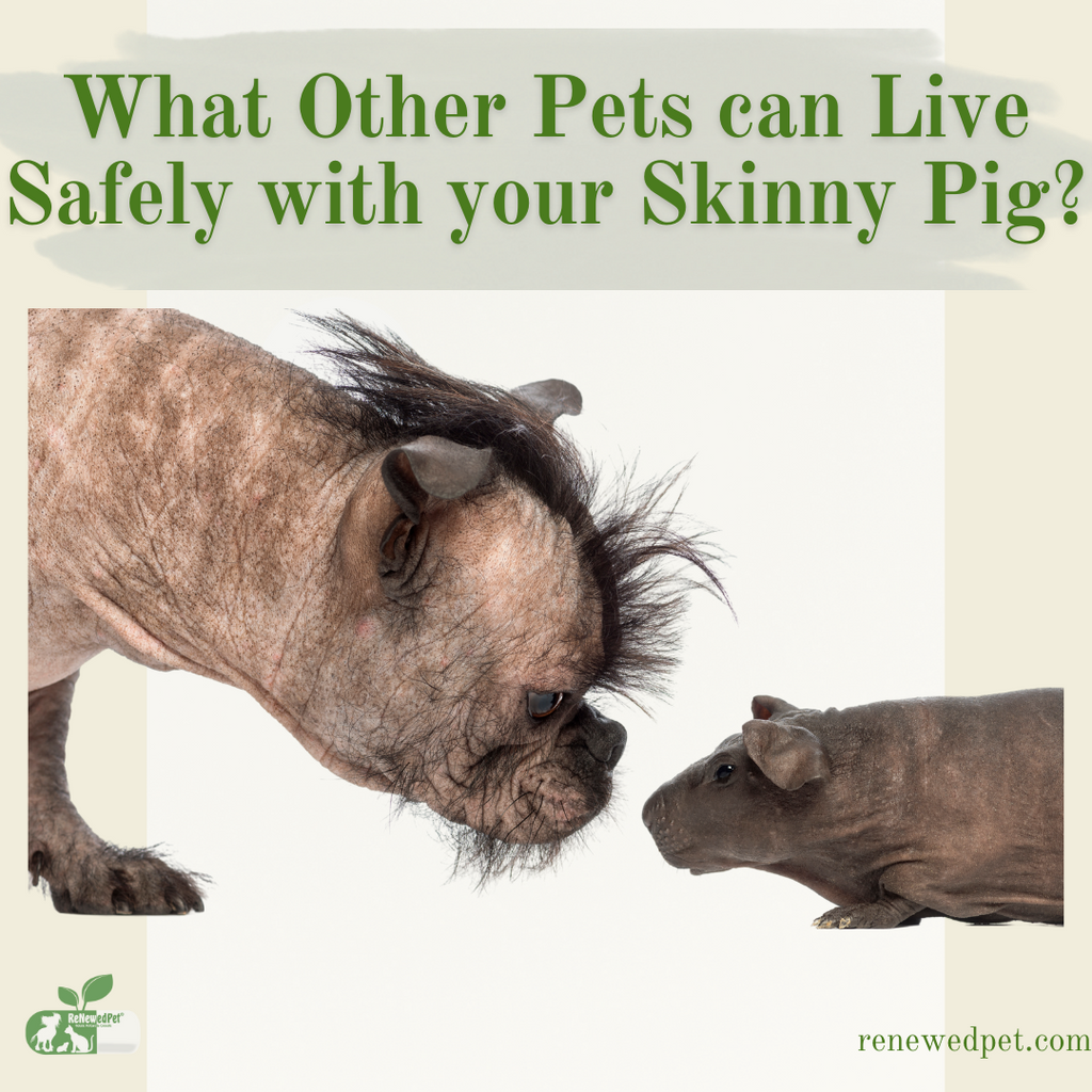 Can Your Skinny Pig Live Safely With Other Pets?