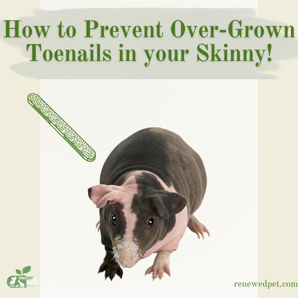How To Prevent Overgrown Toenails on Your Skinny Pig!