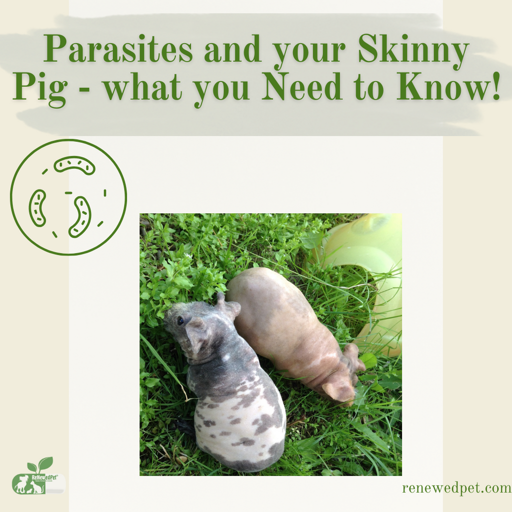 Parasites and Skinny Pigs - What You Need To Know!