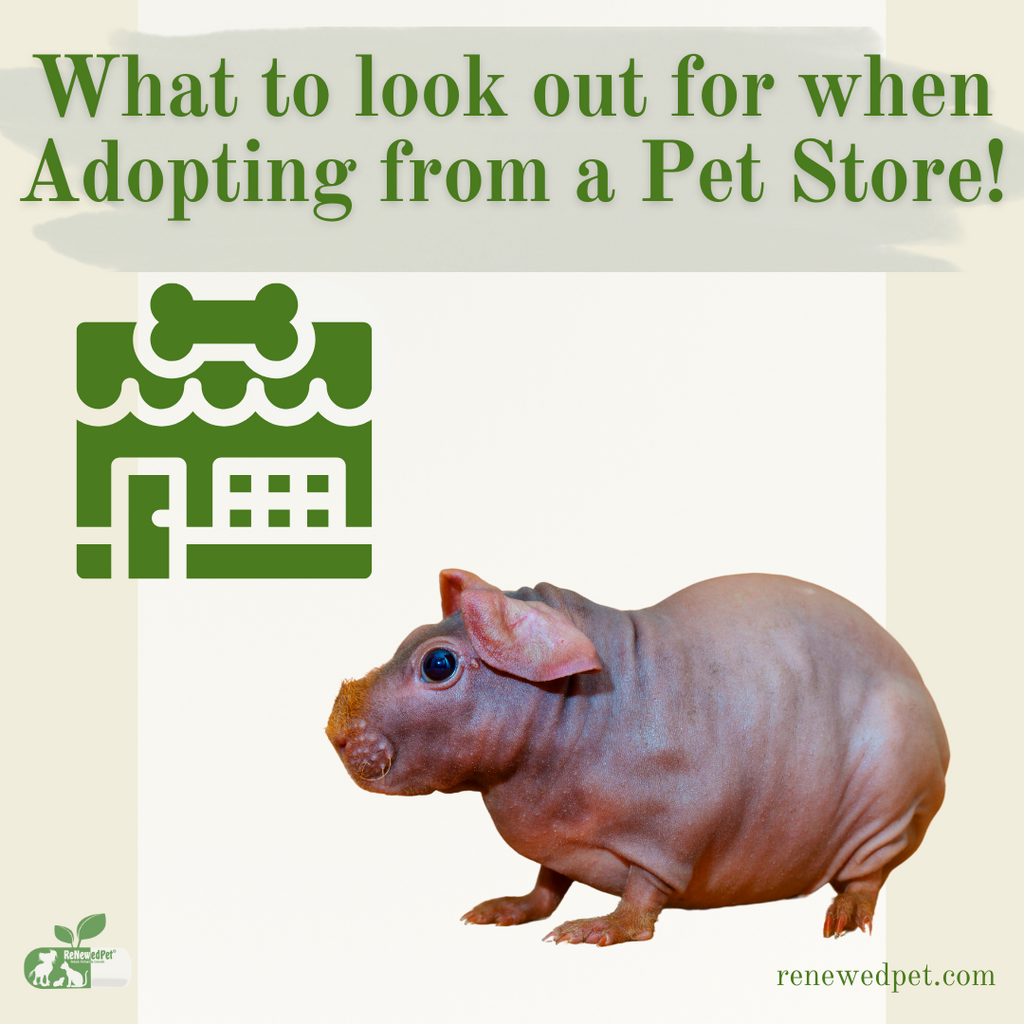 What to Look Out for When Adopting a Skinny Pig From a Pet Store!