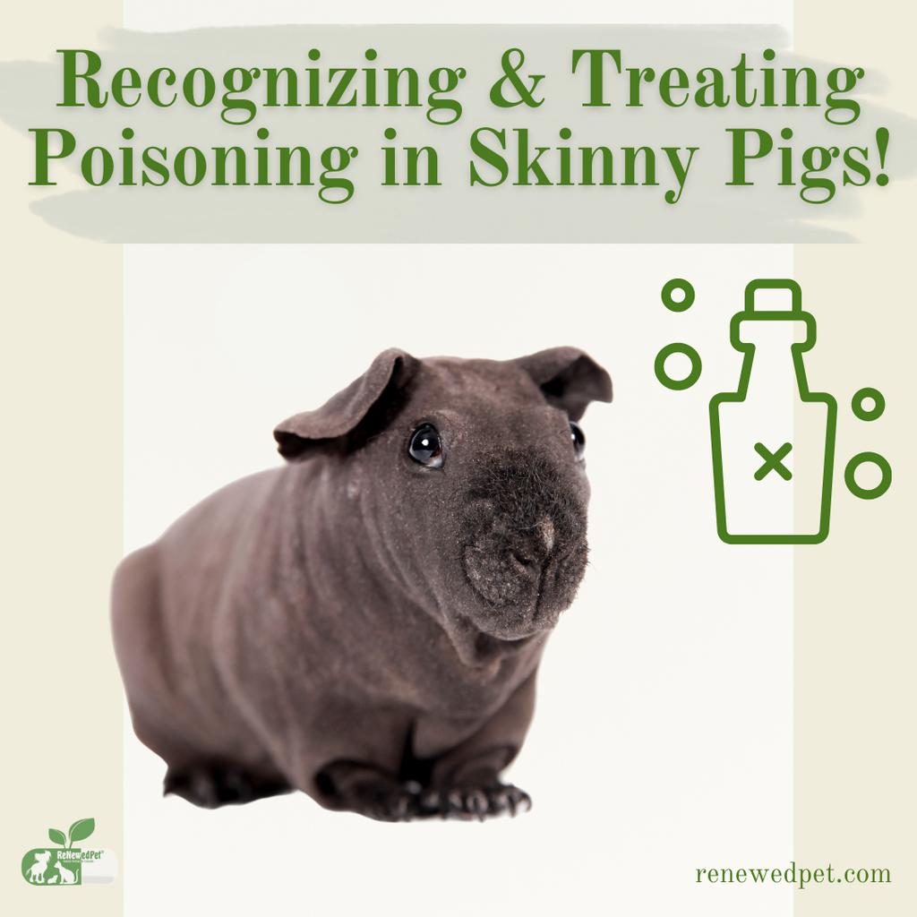 Recognizing and Treating Poisoning in Skinny Pigs!