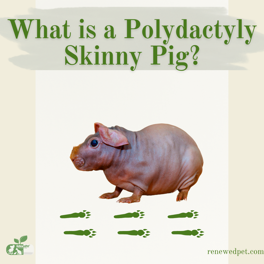 What is a Polydactyly Skinny Pig?