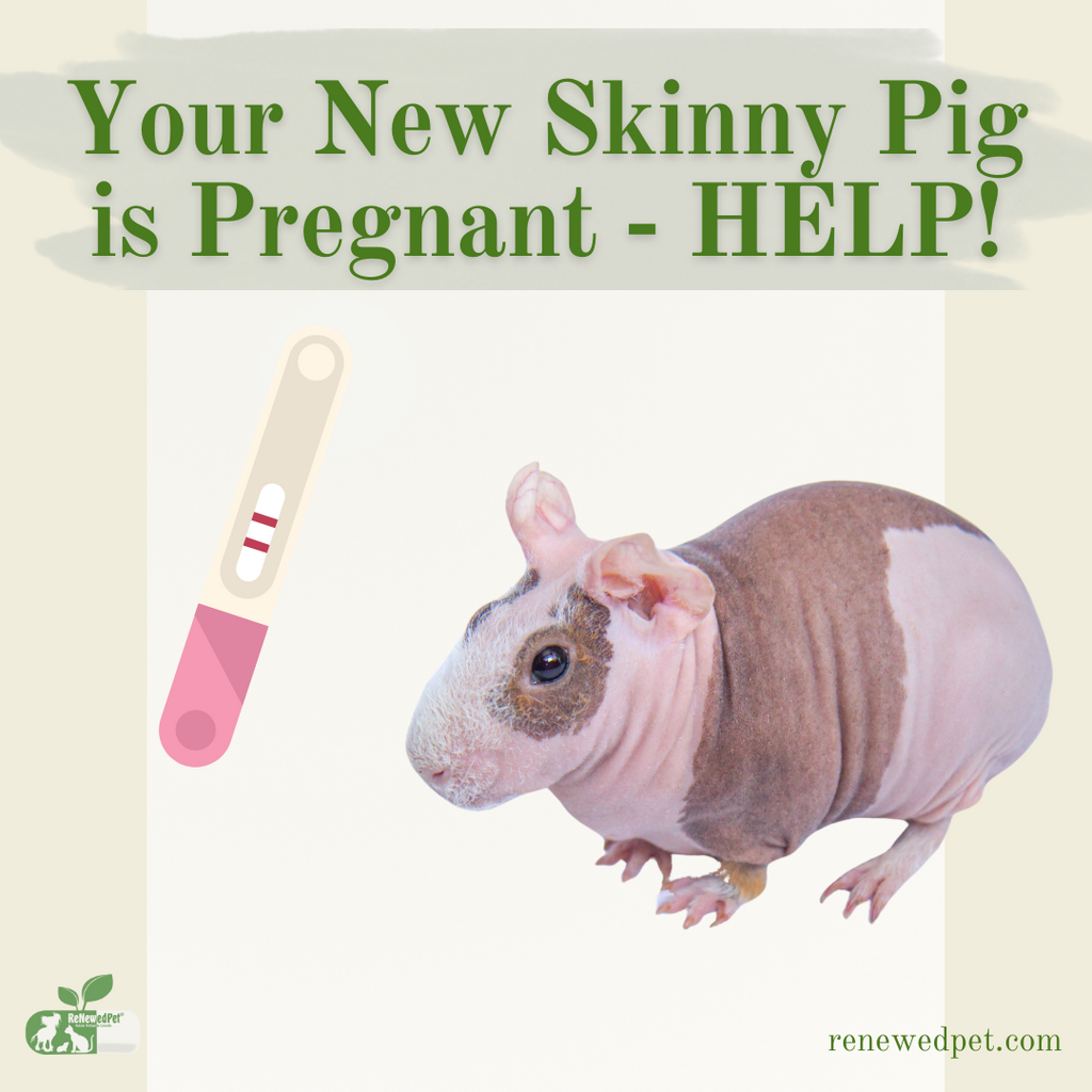 Your New Skinny Pig is Pregnant - HELP!