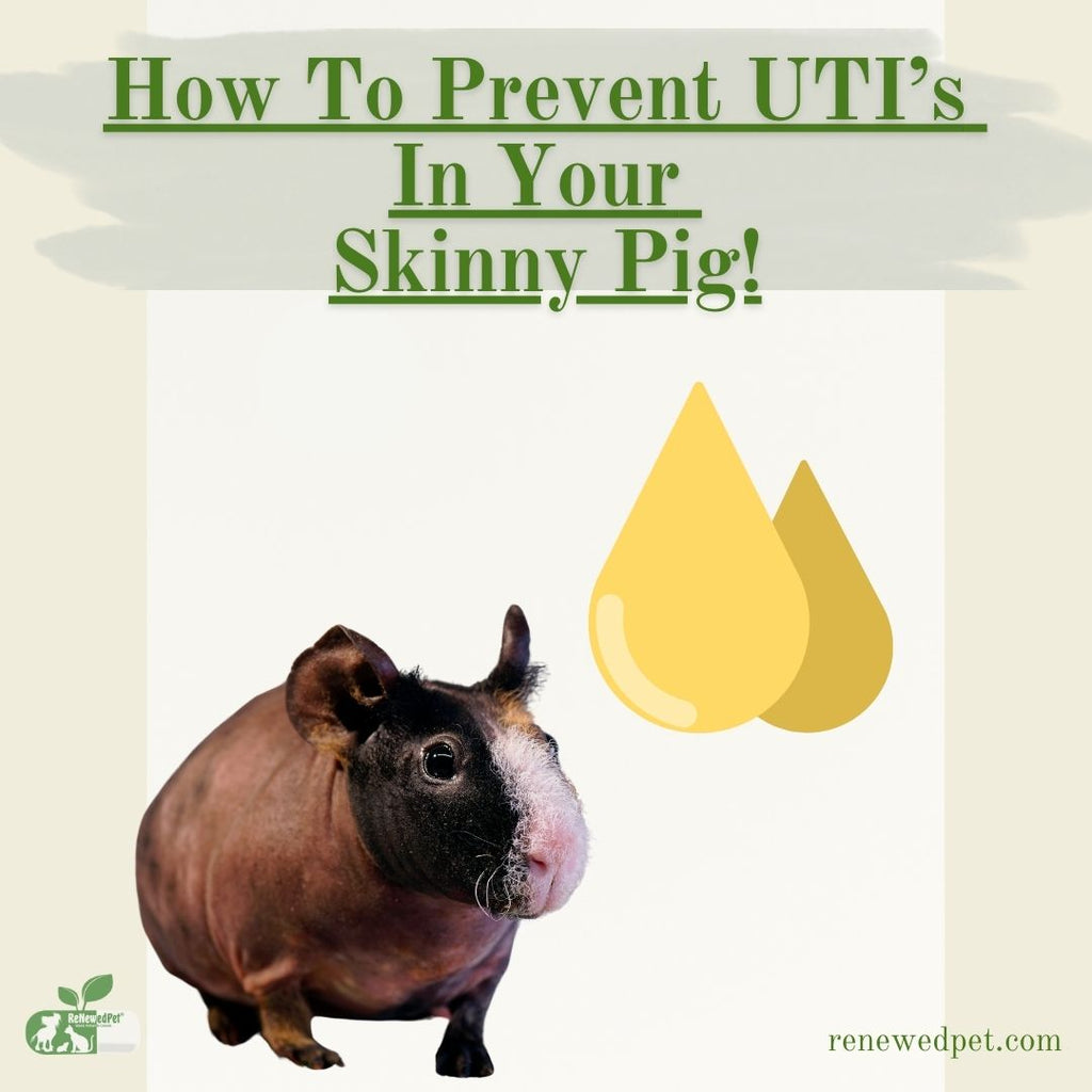 How To Prevent UTI's In Your Skinny Pig!