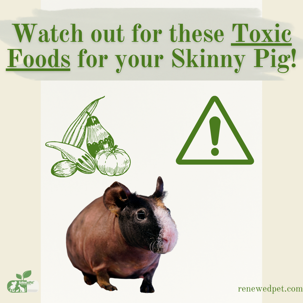 Watch Out! These Foods are Toxic for Your Skinny Pig!