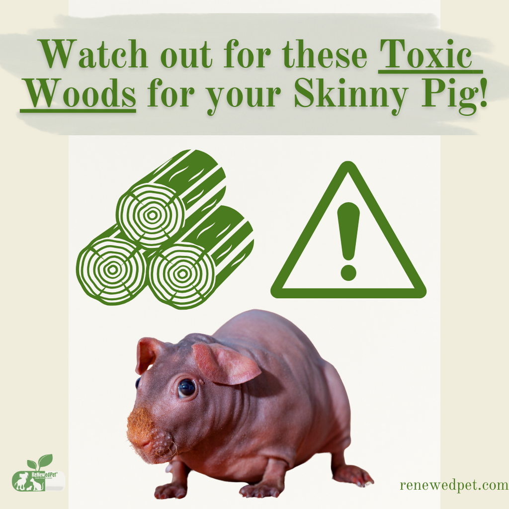 These Woods are Toxic for Skinny Pigs!