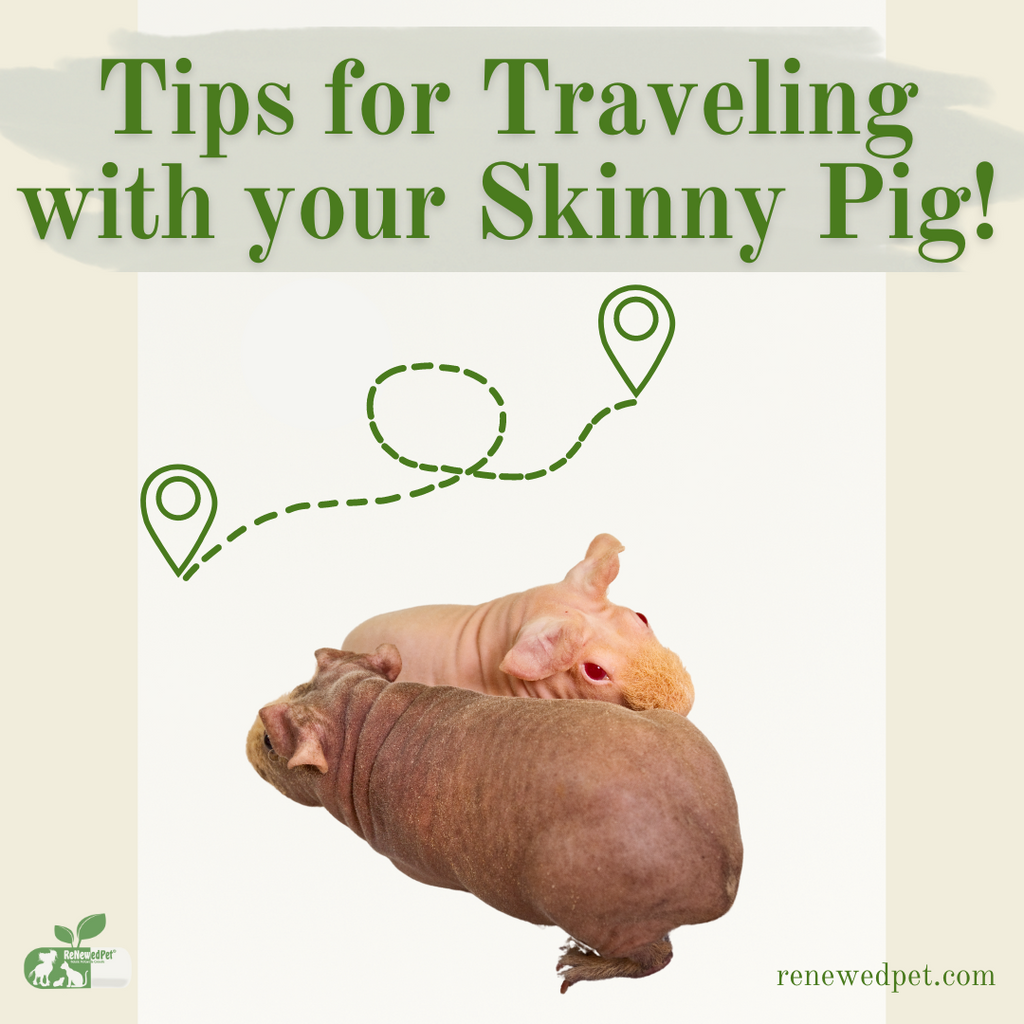 Tips for Traveling With Your Skinny Pig!