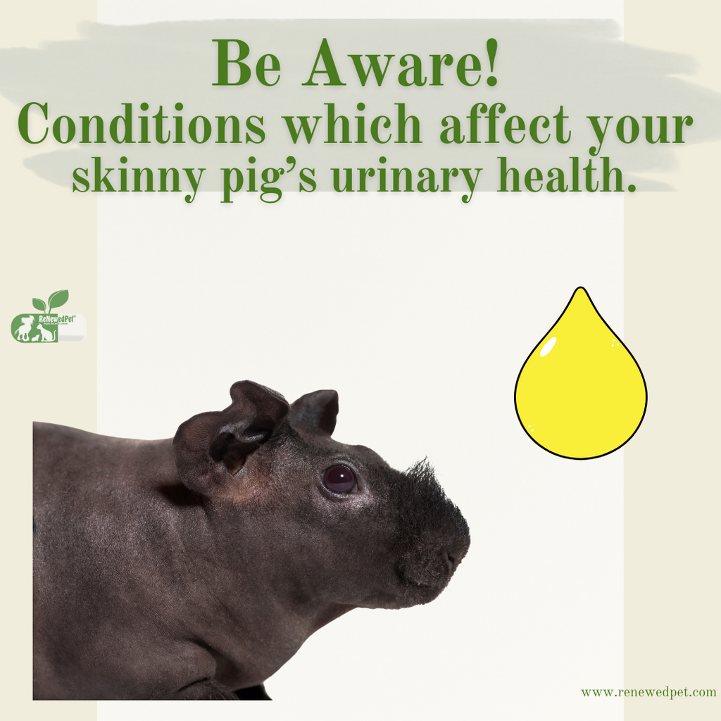 BE AWARE - These Conditions Affect your Skinny Pig's Urinary Health!