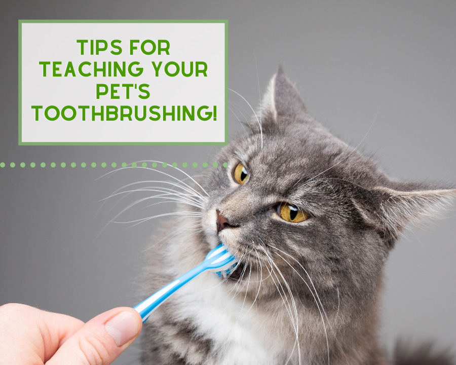 Tips for Teaching Your Pets Tooth Brushing
