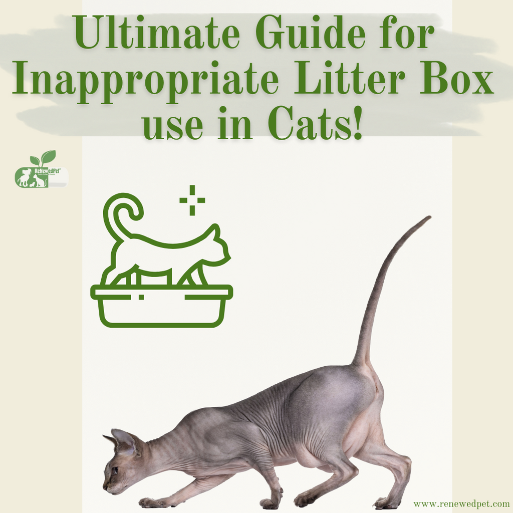ULTIMATE Guide For Inappropriate Litter Box Use!