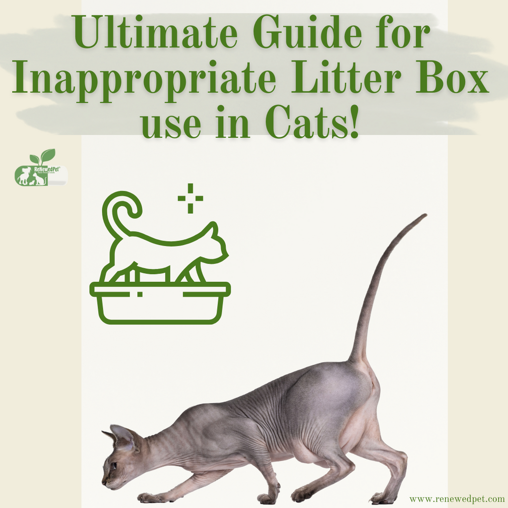 Litter Box Guide ULTIMATE Guide For Inappropriate Litter Box Use! – ReNewedPet