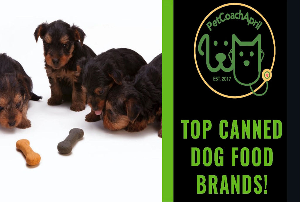 TOP CANNED DOG FOOD BRANDS!