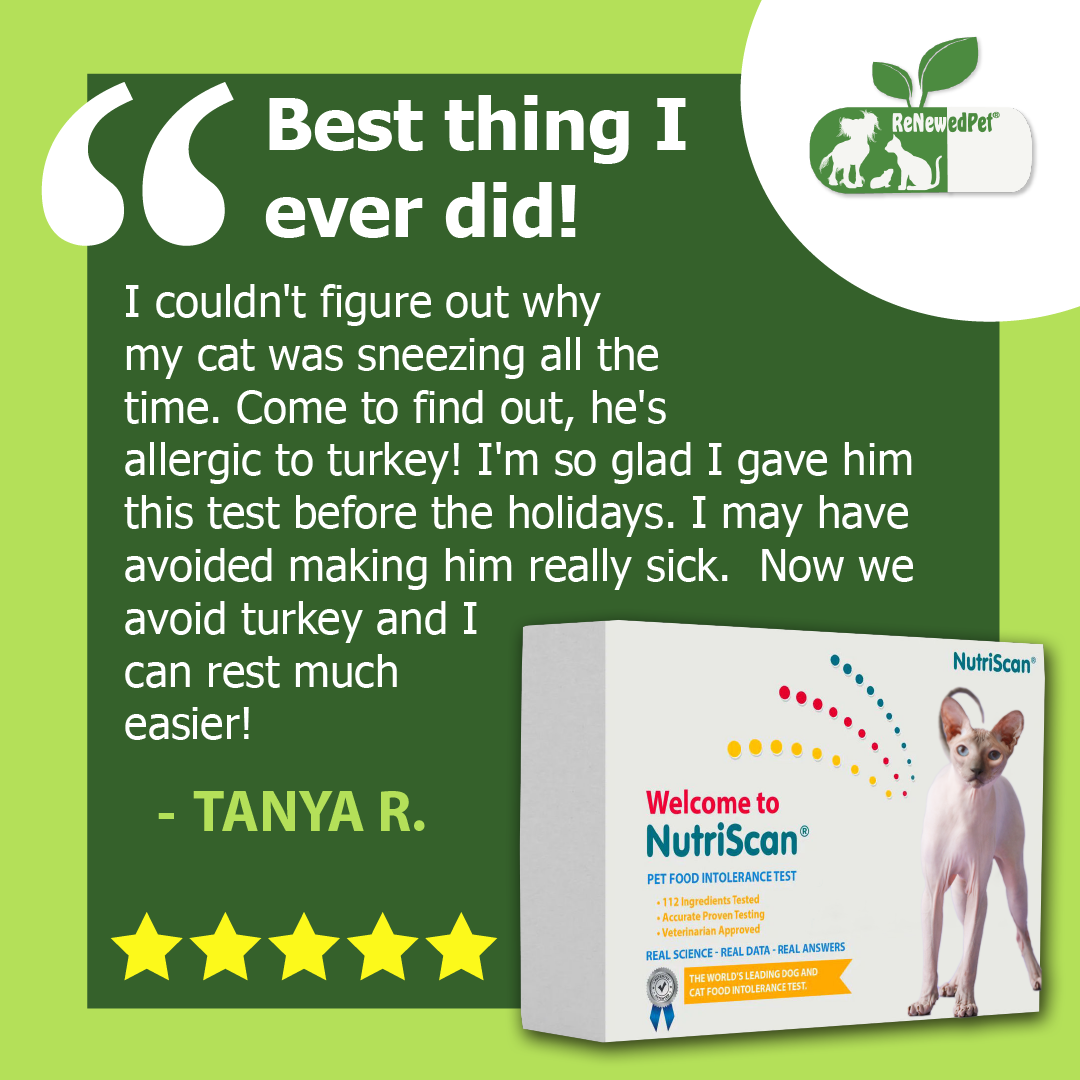 Food allergy test for cats best sale