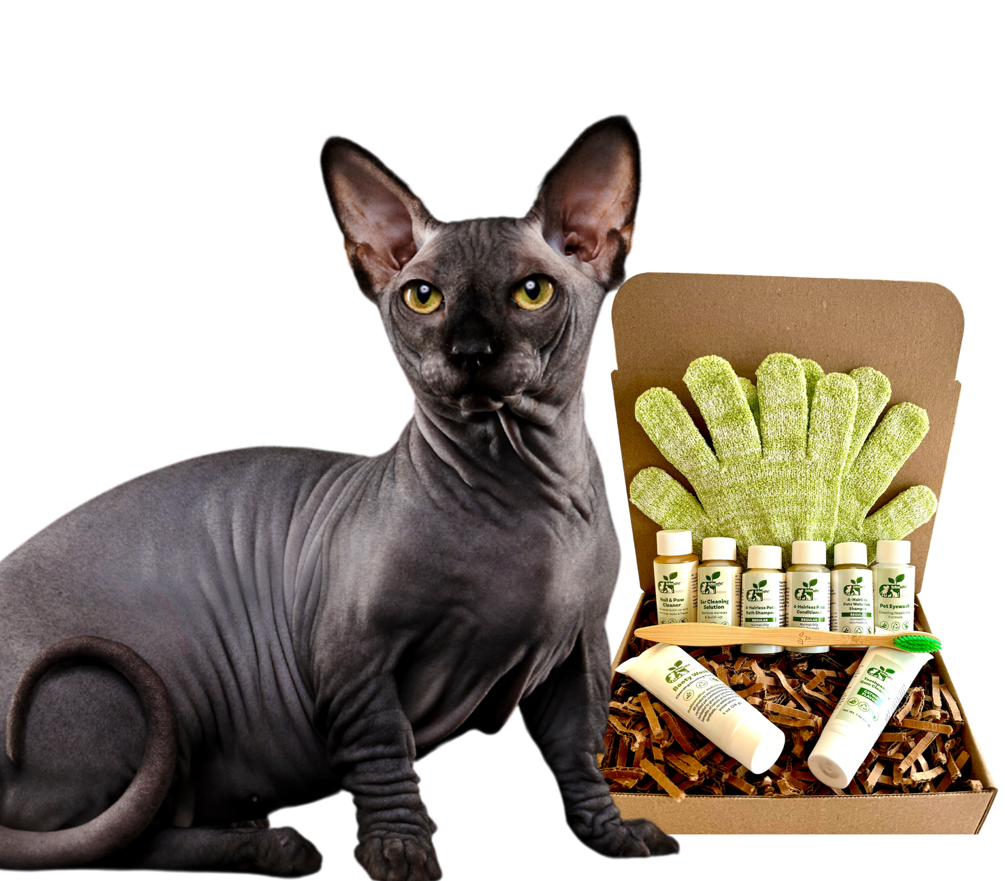 Elf Cat Different Kinds Of Sphynx Cats Elf Cat Bambino Kittens For